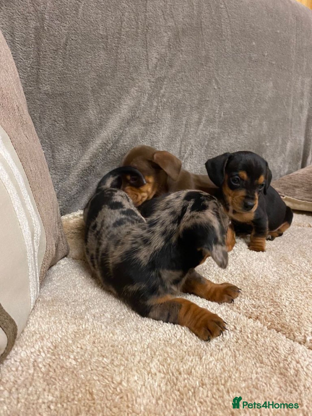 Miniature Dachshund dogs for sale: Miniature dachshund puppies for sale - Advert 4