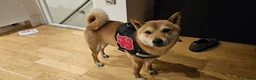 Japanese Shiba Inu dogs for stud: Shiba Inu for stud - Advert 11