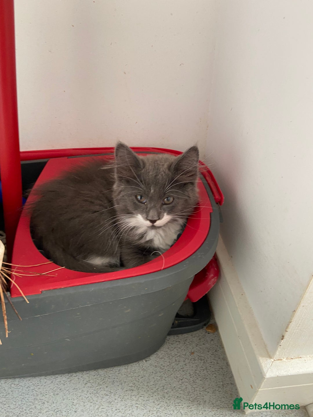 Norwegian Forest Cat cats for sale: Norwegian Forest X BSH - Image 5