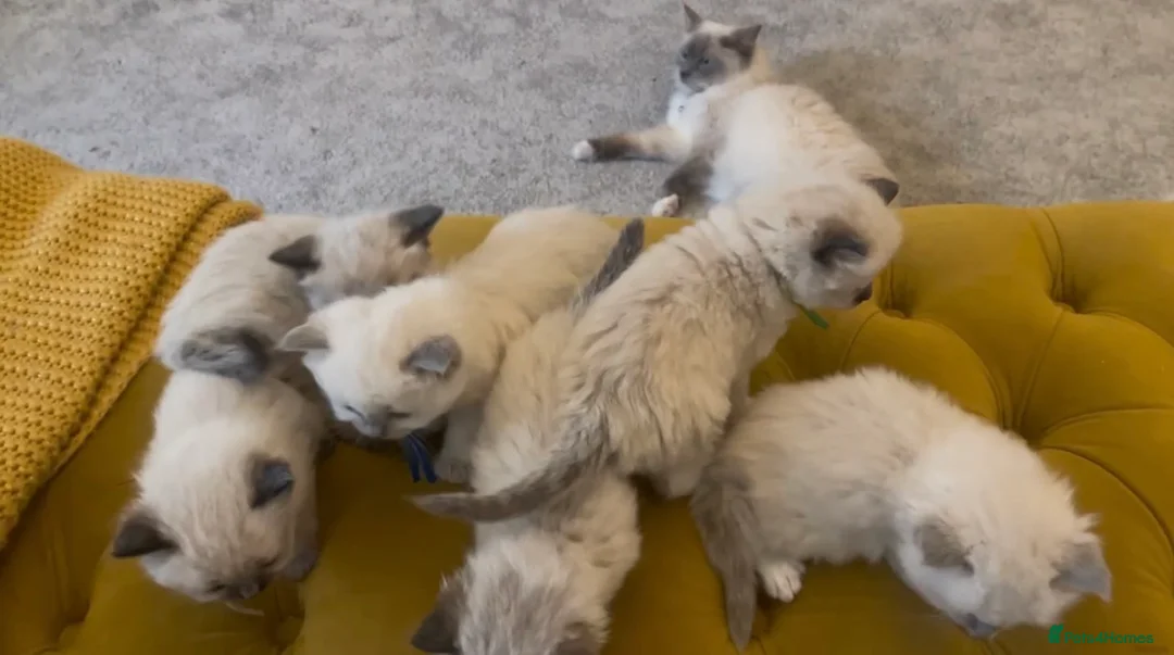 Ragdoll cats for sale: Beautiful PURE Ragdoll Kittens 🐱 - Advert 1