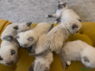 Ragdoll cats Beautiful PURE Ragdoll Kittens 🐱 - Advert 3