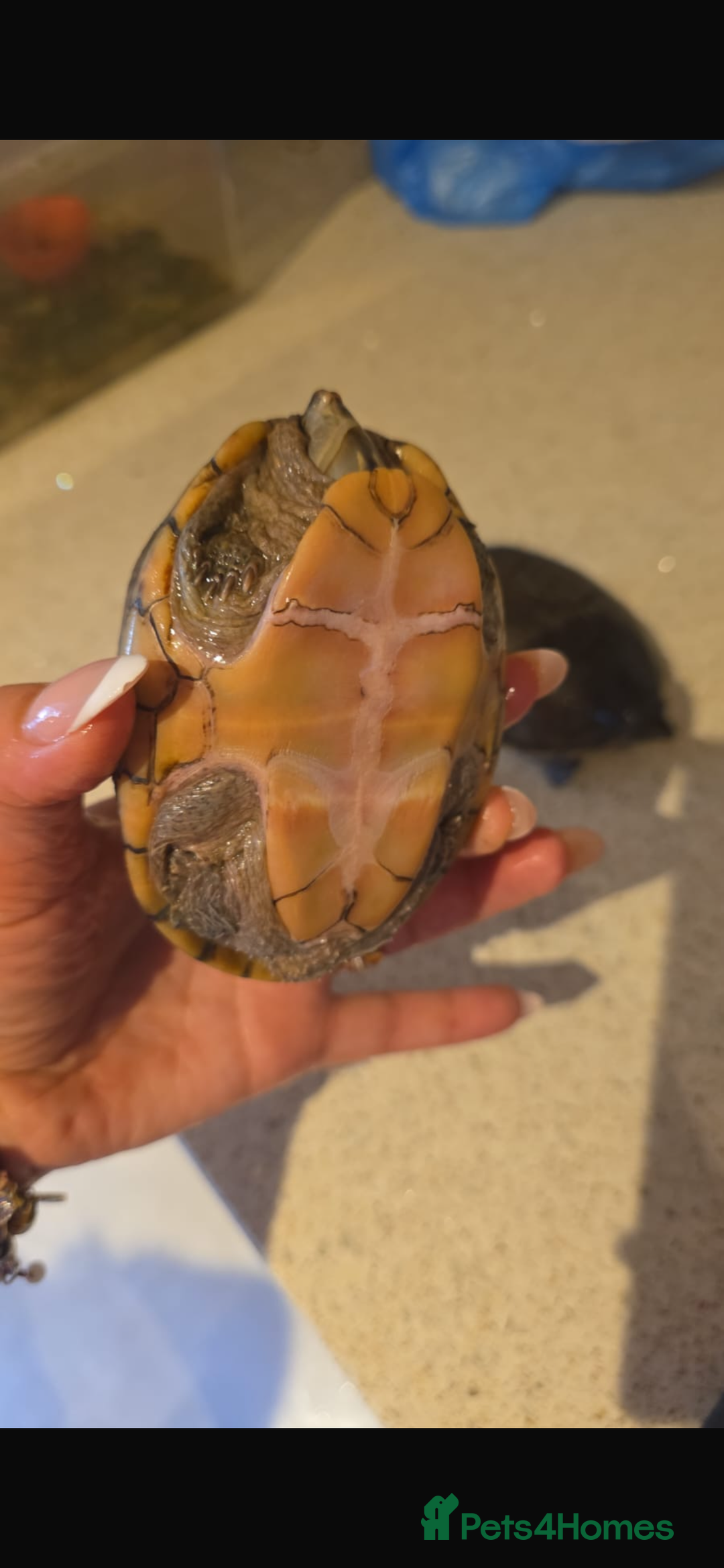 Turtle reptiles for sale: 2 male turtles  - Image 2