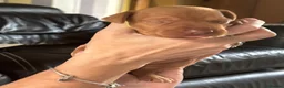Hungarian Vizsla dogs for sale: Gorgeous kc registered vizsla puppies  in Birmingham - Advert 6