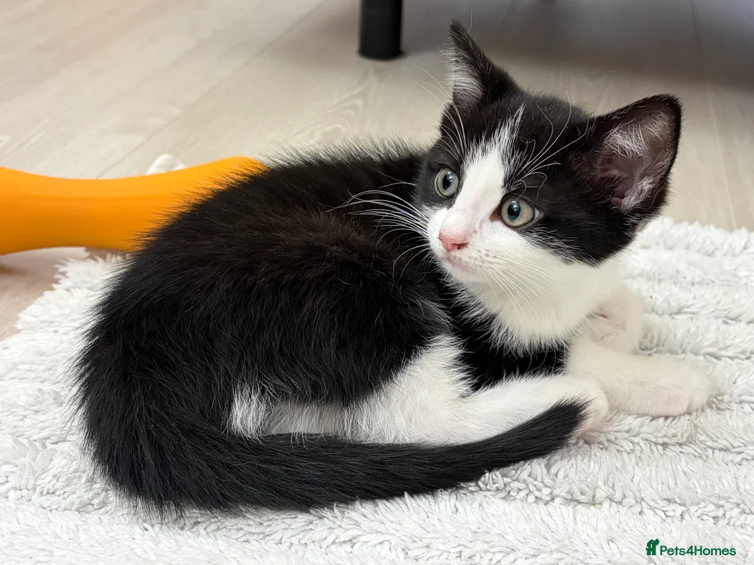 Mixed Breed cats for sale: Ragdoll & Kurilian bobtail mixed - Advert 16