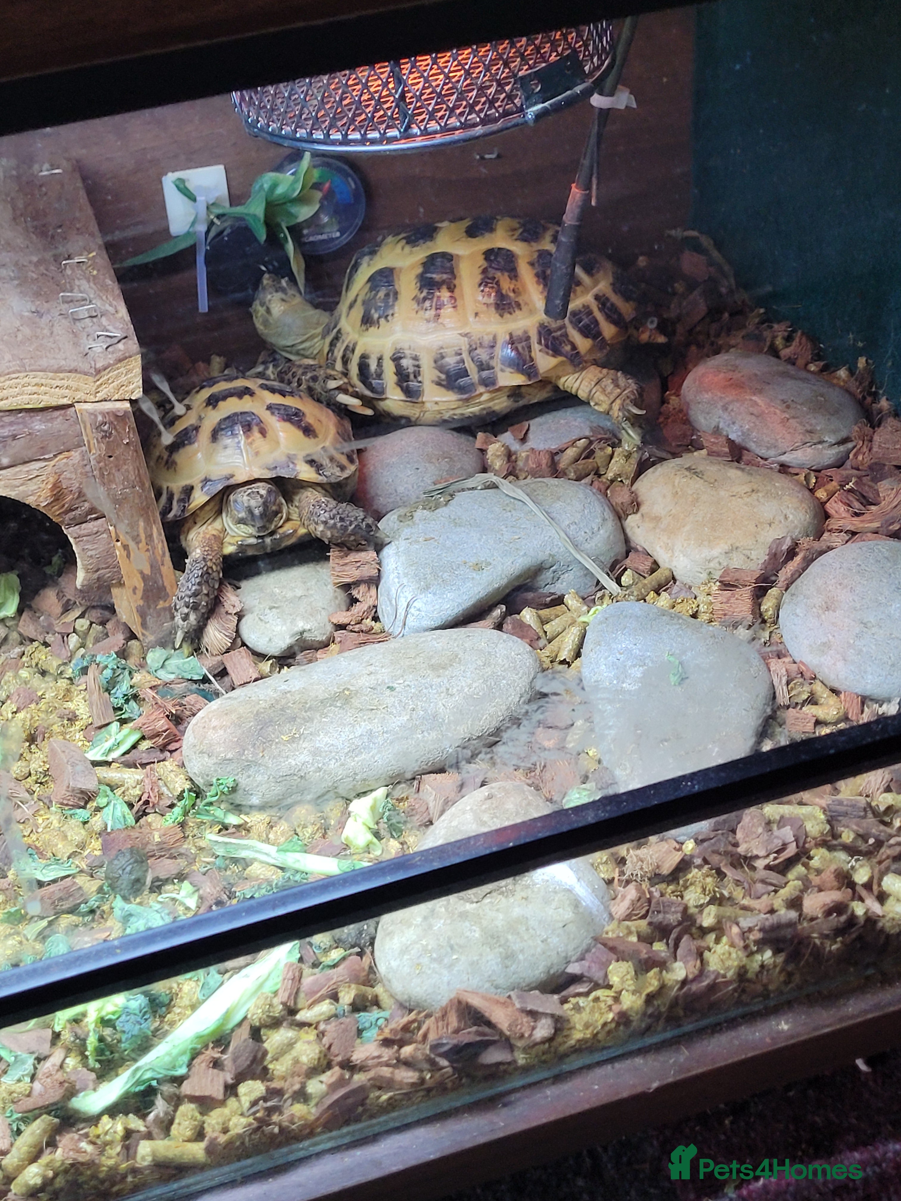 Tortoise reptiles Pair of horsfield tortoise  - Advert 1