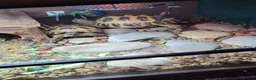 Tortoise reptiles for sale: Pair of horsfield tortoise  - Advert 1