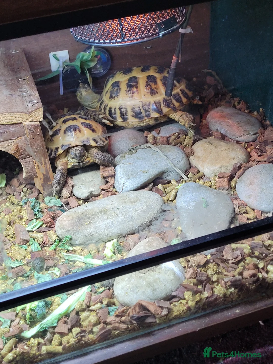 Tortoise reptiles for sale: Pair of horsfield tortoise  - Advert 1