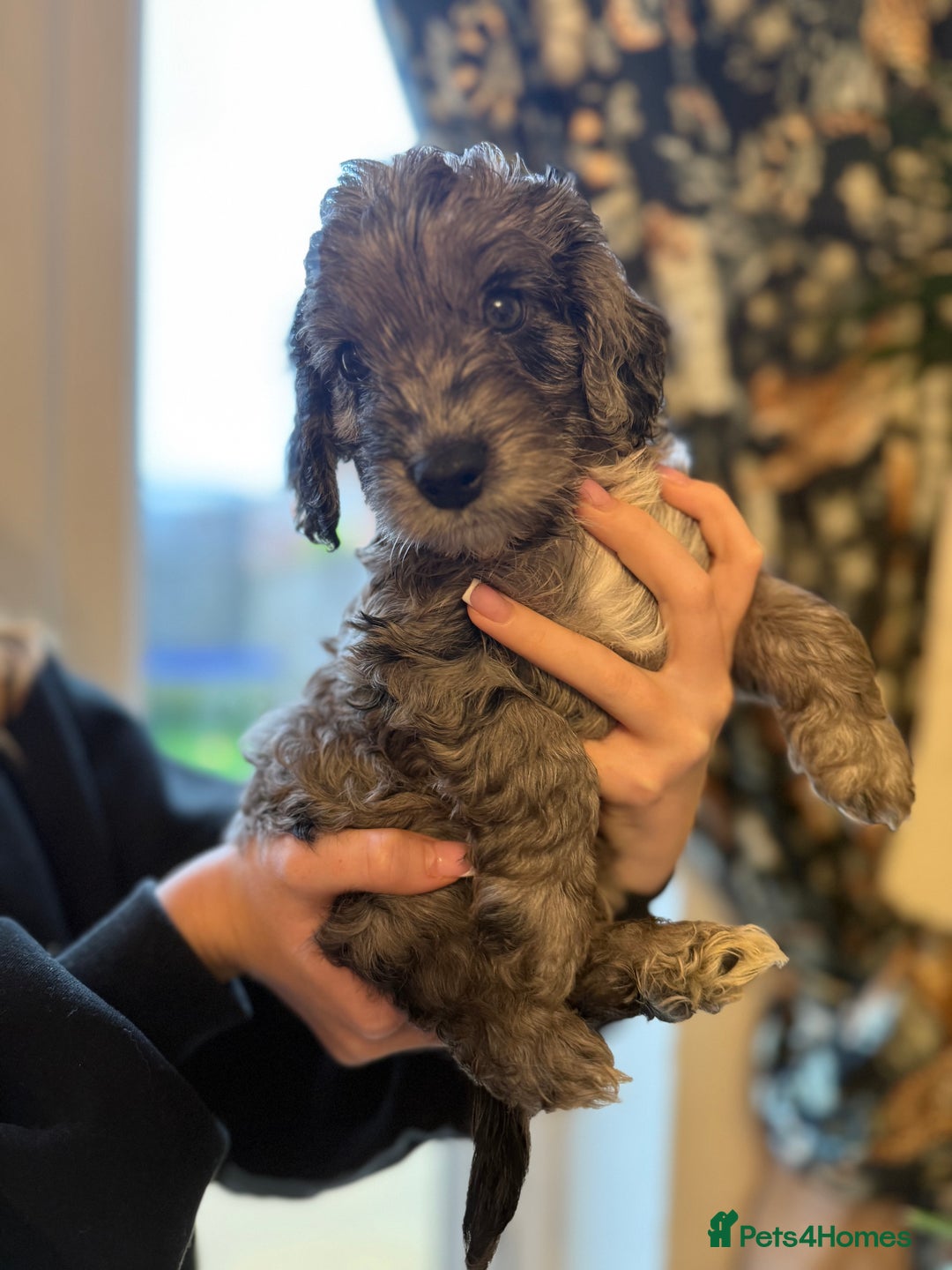 Cockapoo dogs for sale: REDUCED Beautiful F2 cockapoo puppies  - Advert 22