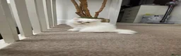 Persian cats for sale: Beautiful persian kittens  - Advert 3