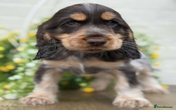 Cocker Spaniel dogs for sale: Showtype cocker spaniels  - Image 6