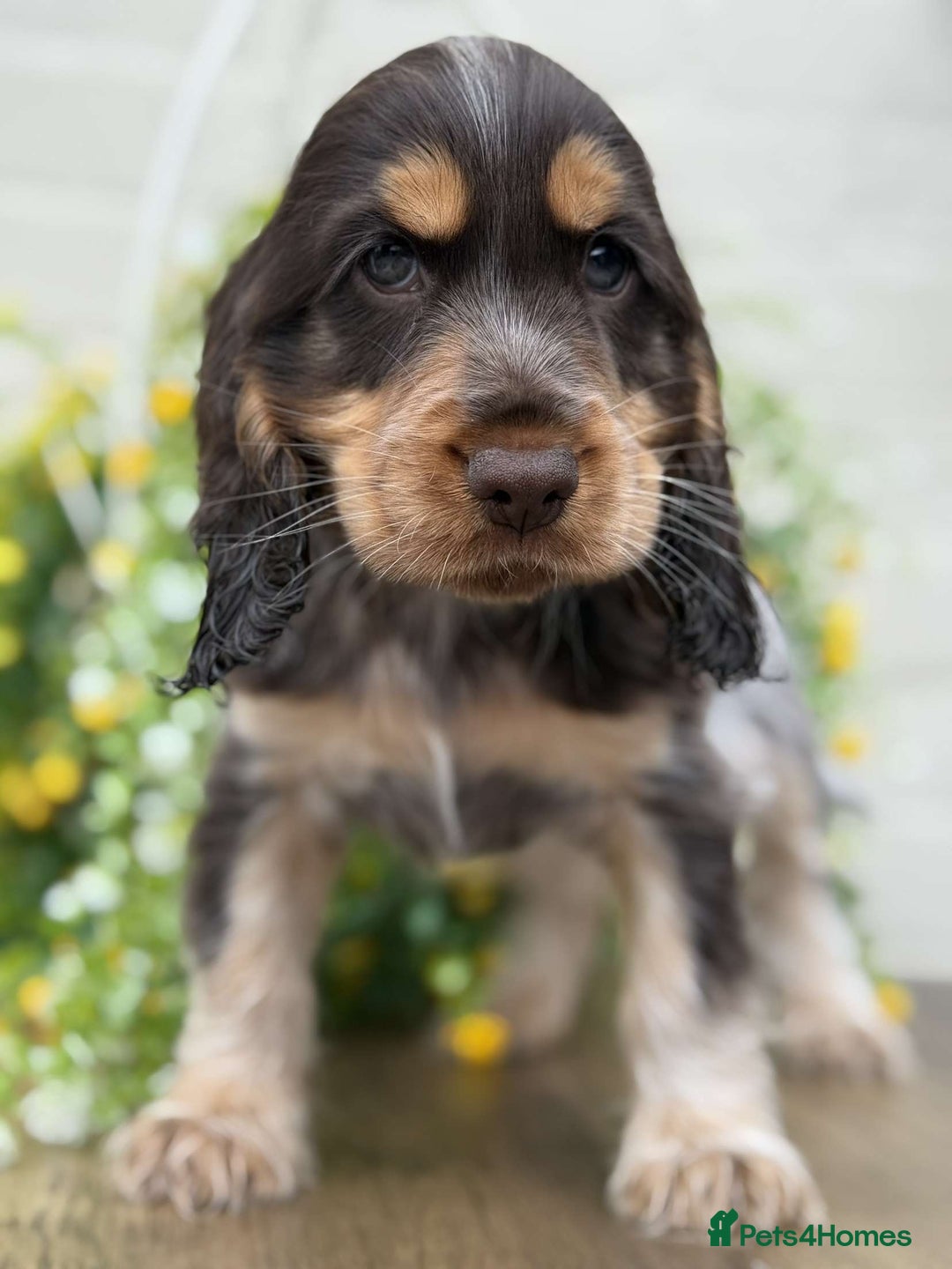 Cocker Spaniel dogs for sale: Showtype cocker spaniels  - Image 6