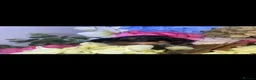 Miniature Dachshund dogs for sale: Wired dachund puppies  - Advert 21