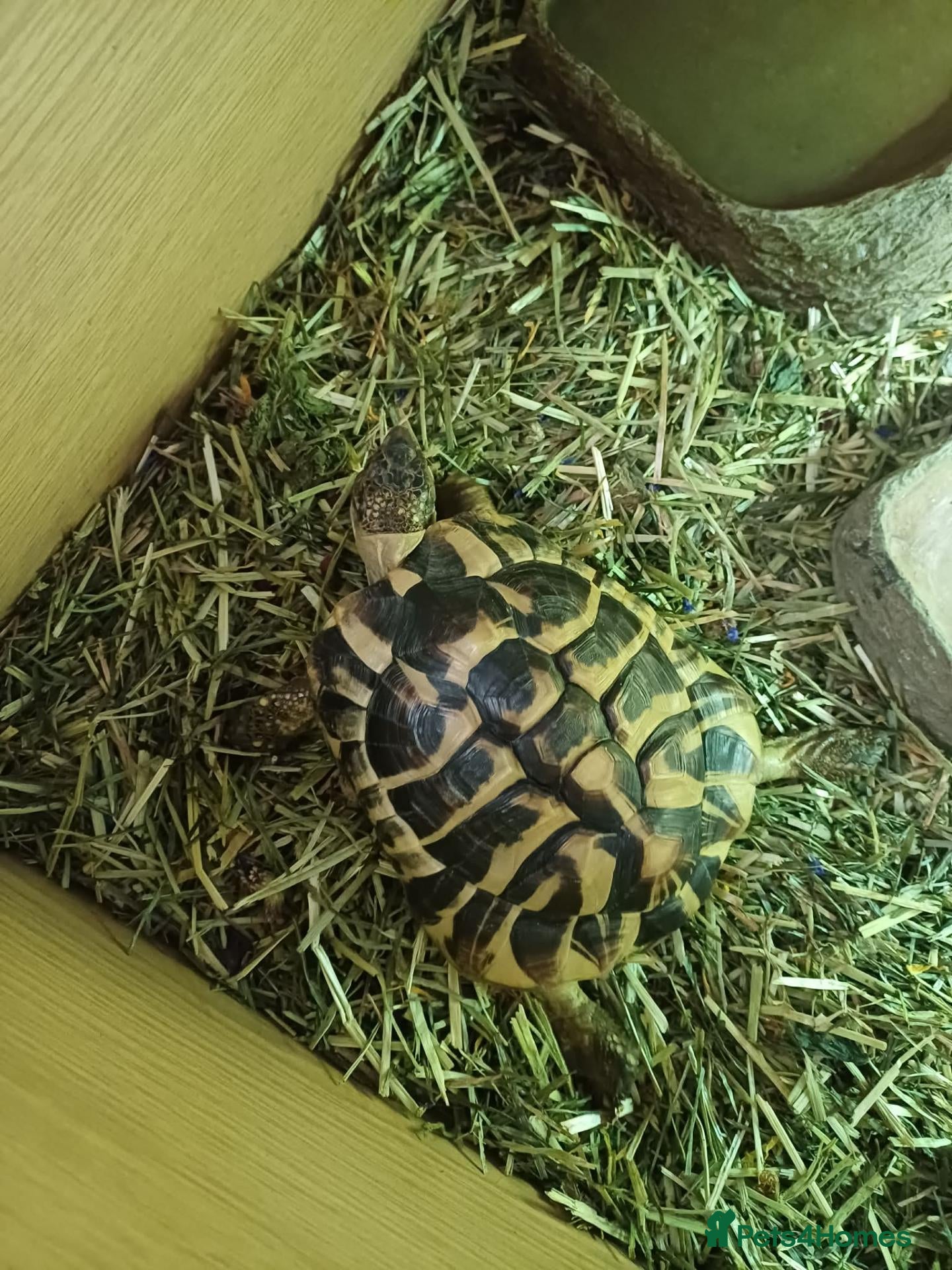 Tortoise reptiles Tortoise for sale - Advert 5