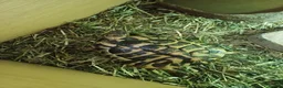 Tortoise reptiles for sale: Tortoise for sale in Blackburn - Advert 1
