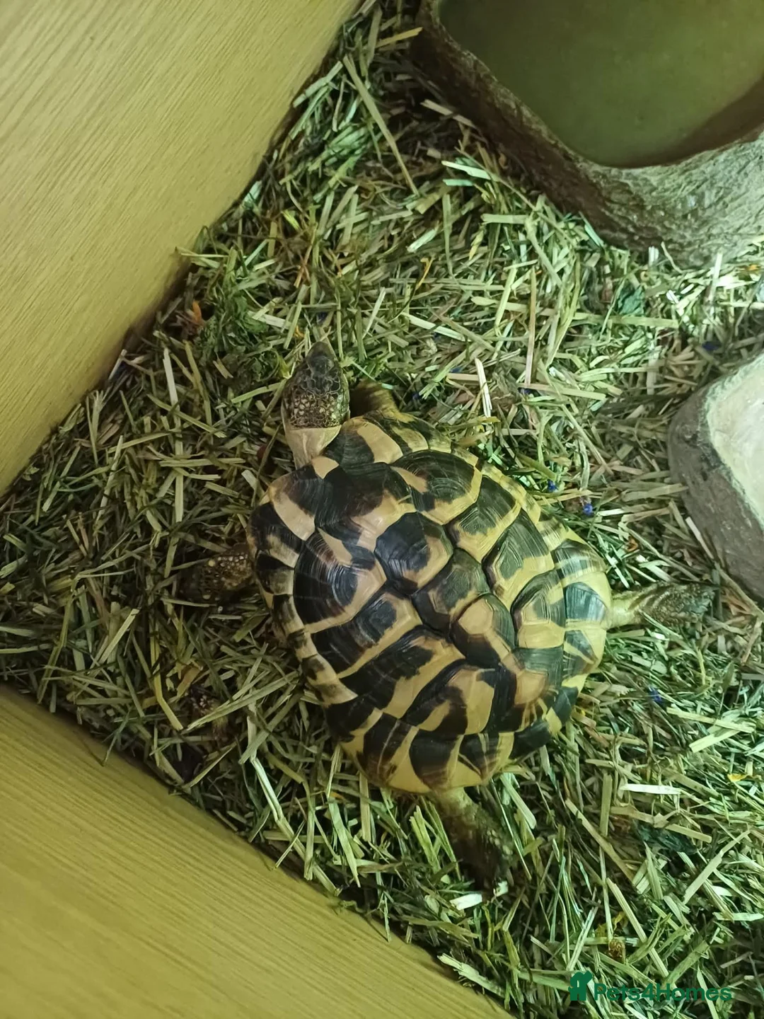 Tortoise reptiles for sale: Tortoise for sale in Blackburn - Advert 1