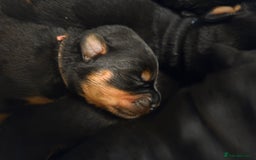 Rottweiler dogs for sale: KC & Fully Health Tested Rottweiler Puppies - Image 5