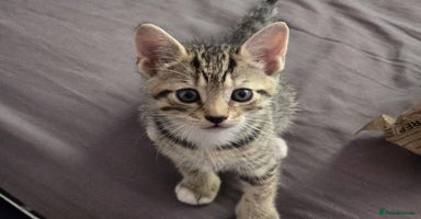 Domestic Shorthair cats - Advert 11