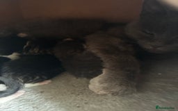 Mixed Breed cats for sale: 2 beautiful boy kittens for sale - Image 2
