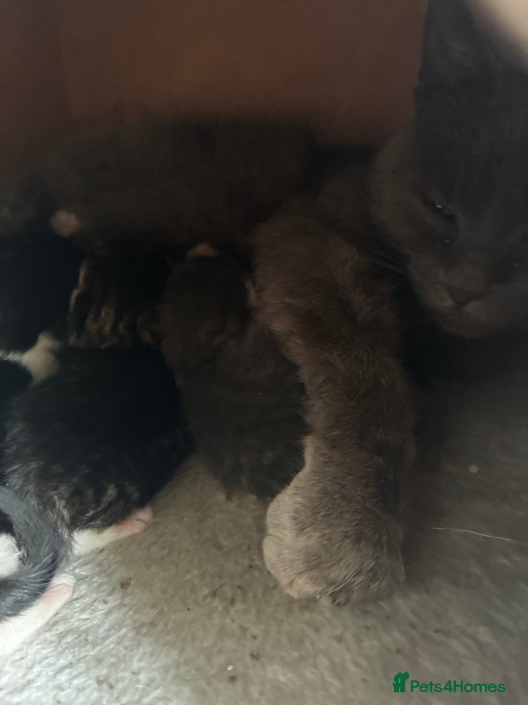 Mixed Breed cats for sale: 2 beautiful boy kittens for sale - Image 2