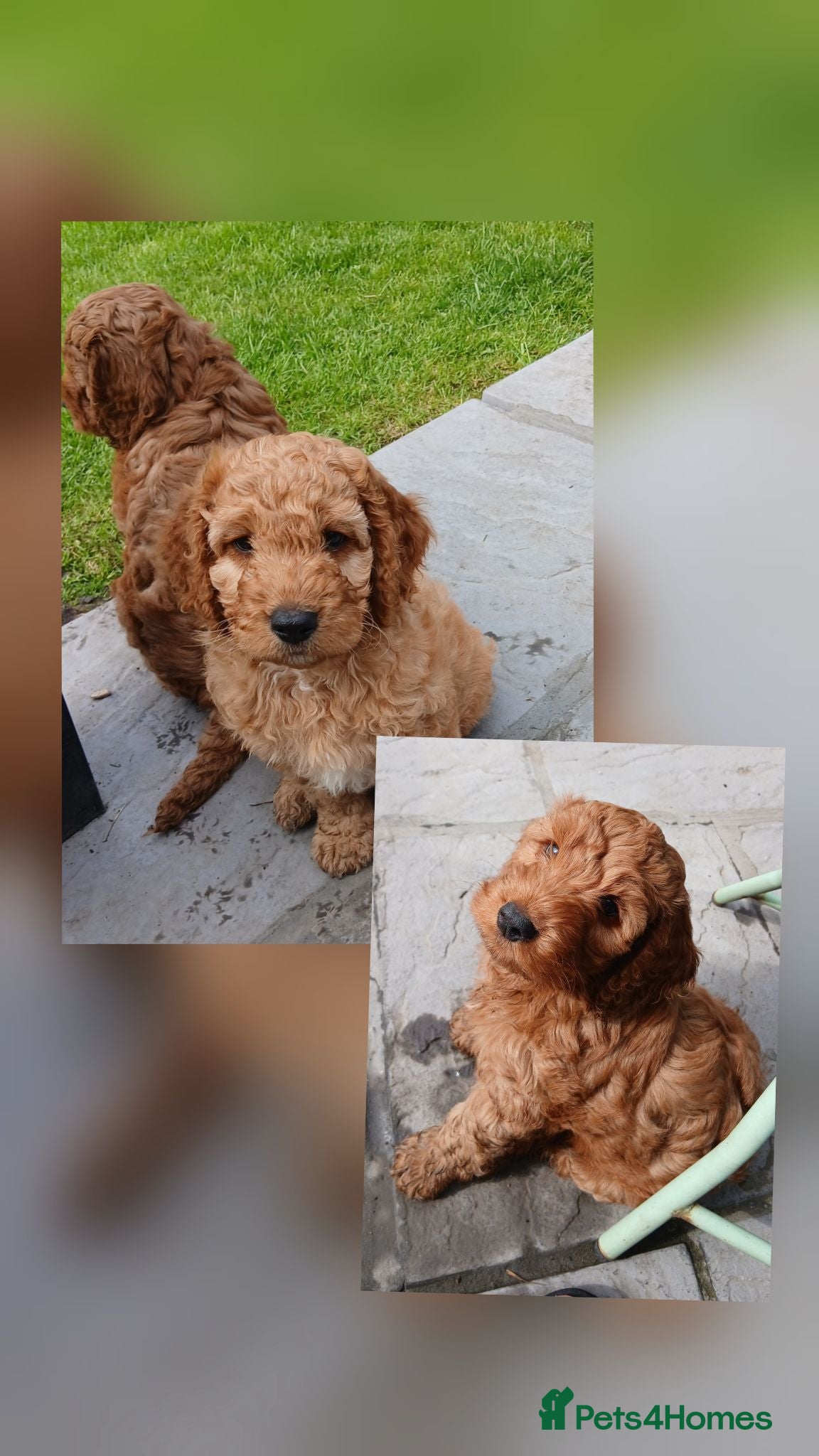 Cockapoo dogs Cockapoos ready to leave  - Advert 1