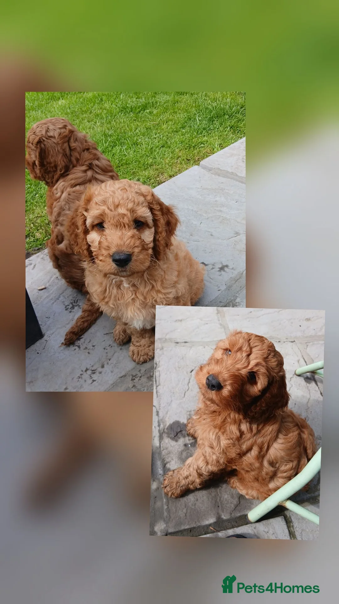 Cockapoo dogs for sale: All now reserved  - Advert 1
