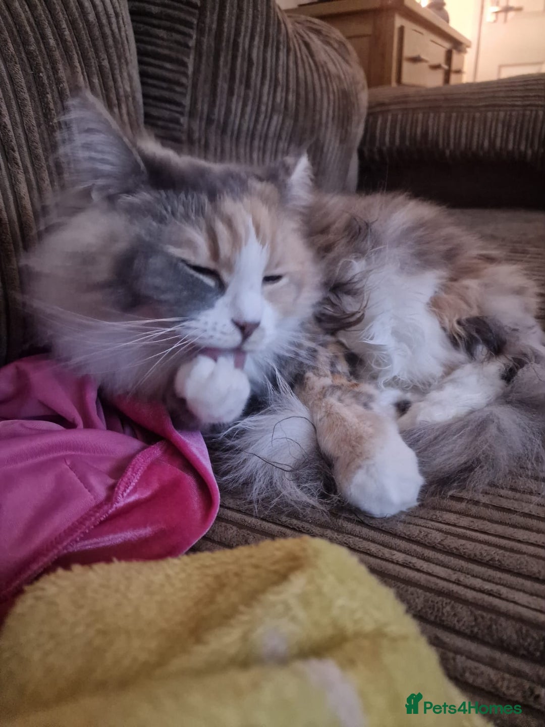 Ragdoll cats for sale: Ragdoll cross maine coon (Ragcoon) for sale - Image 6