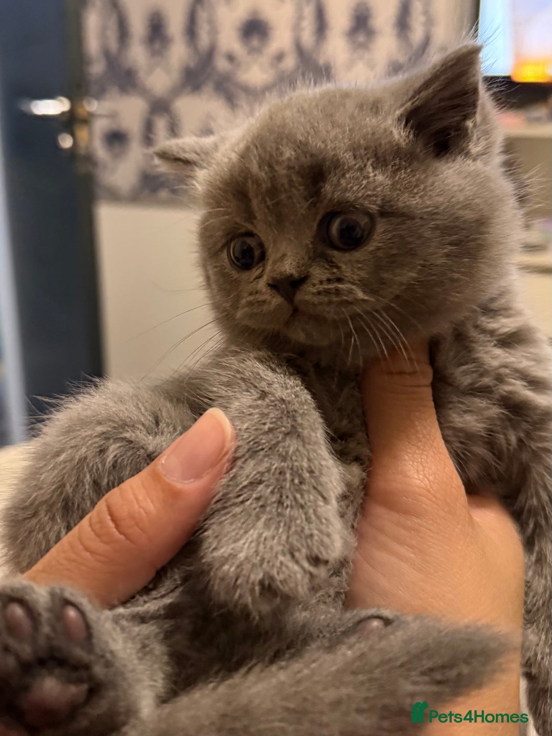 British Shorthair cats for sale: Female British short hair - Advert 6