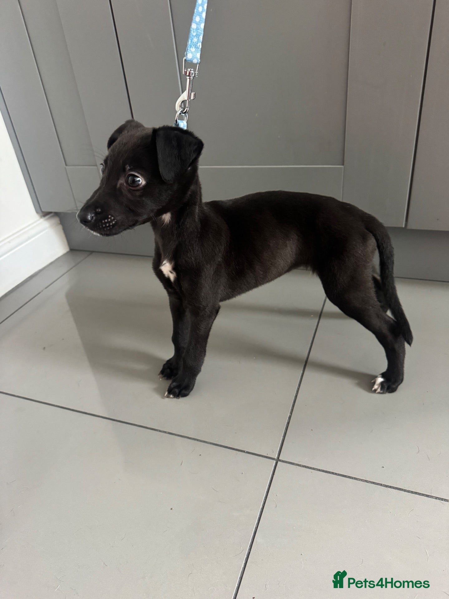 Mixed Breed dogs for sale: whippet/lurcher pup - Advert 21