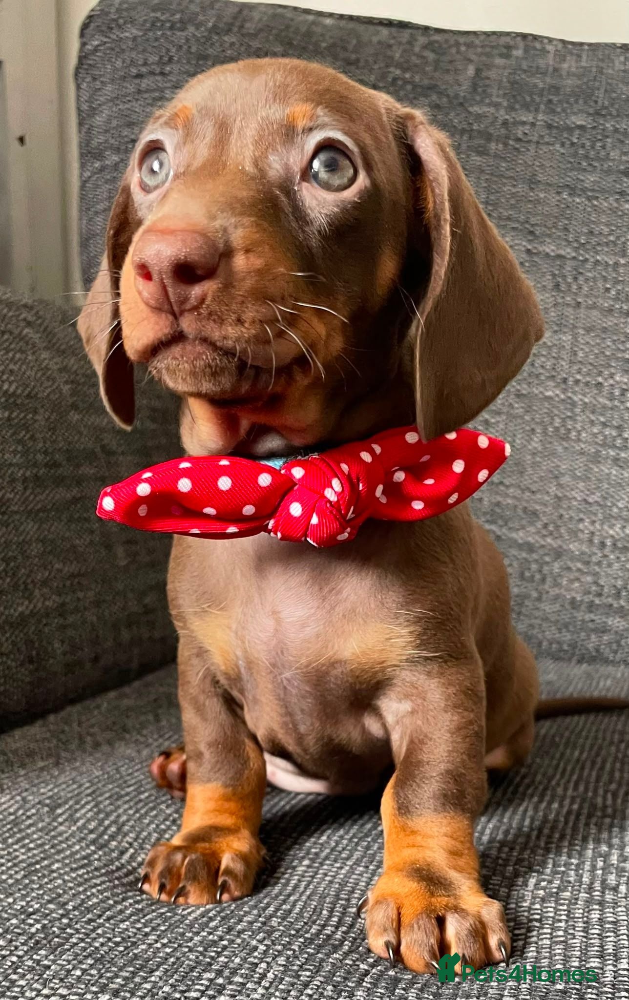 Dachshund dogs Gorgeous litter of dachshunds - Advert 1