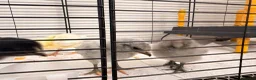 Mixed Breed birds for sale: 🐣 [Show-Quality & Healthy Chicks for Sale] - Advert 11