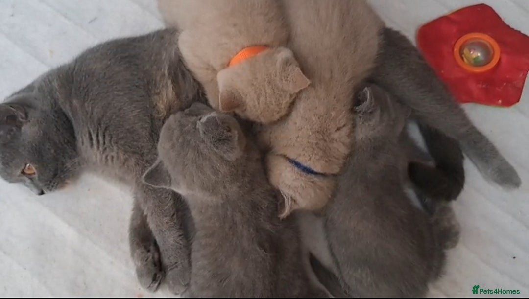 British Shorthair cats for sale: Adorable British Shorthair (Lilac/Fawn) - Image 2