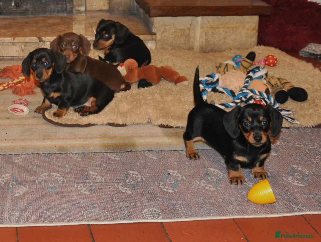 Dachshund dogs for sale: Miniature Smooth Haired Dachshunds - Advert 2