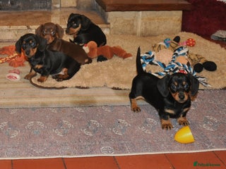 Dachshund dogs Miniature Smooth Haired Dachshunds - Advert 16