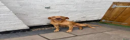 Labrador Retriever dogs for sale: 🧡 Female Fox Red Labrador 🧡  - Advert 2