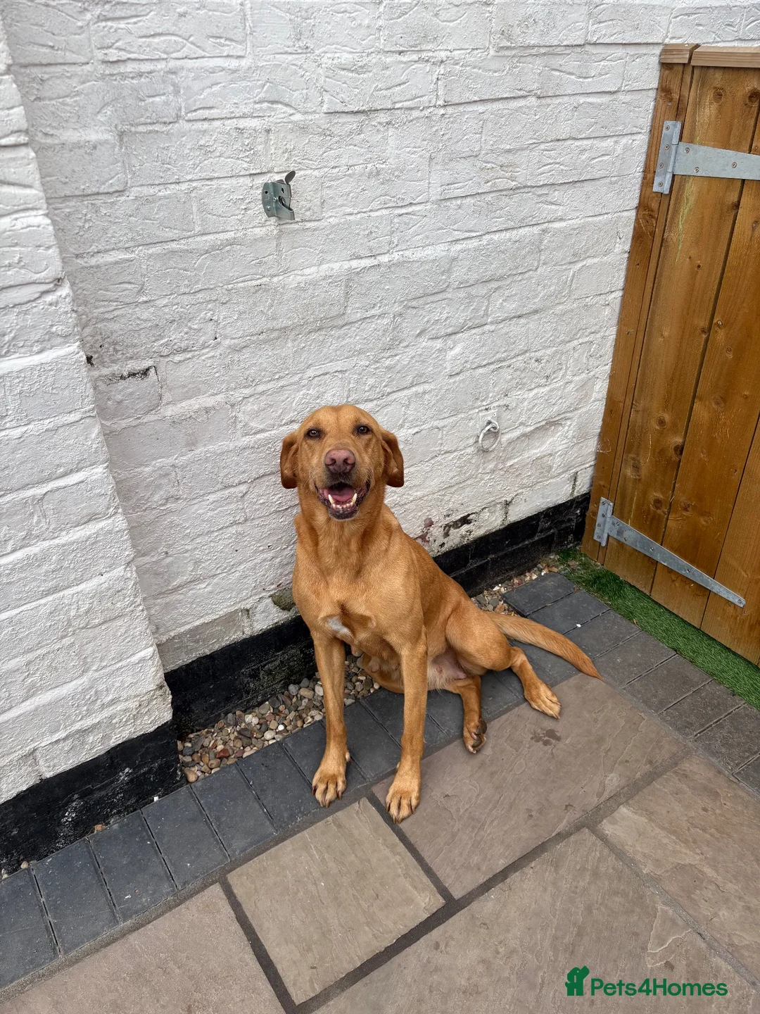 Labrador Retriever dogs for sale: 🧡 Female Fox Red Labrador 🧡  - Advert 2