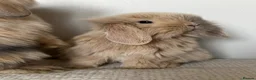 Angora rabbits for sale: Angora × Lion Lop Baby Bunny  - Advert 1