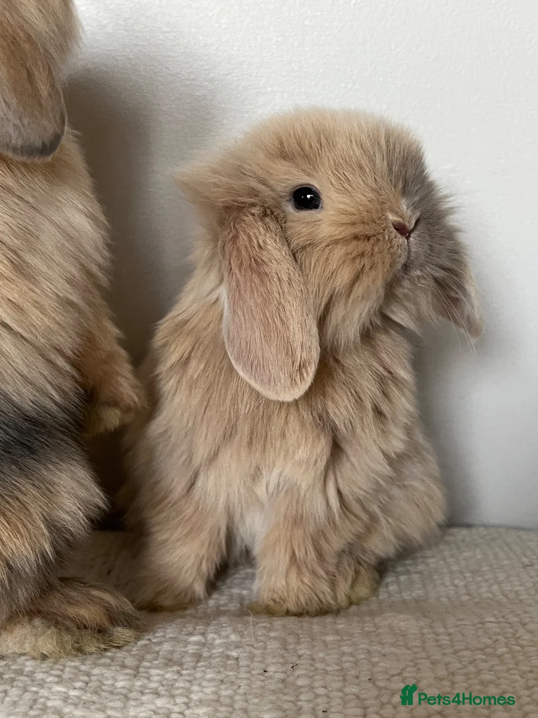 Angora rabbits for sale: Angora × Lion Lop Baby Bunny  - Advert 1