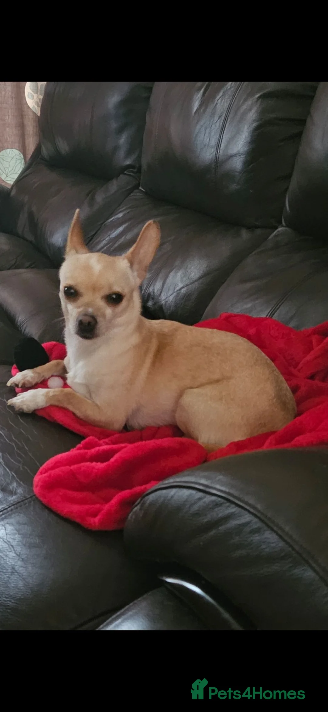 Chihuahua dogs for sale:  chihuahua - Advert 2