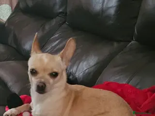 Chihuahua dogs chihuahua - Advert 2