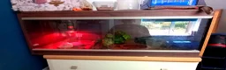 Leopard Gecko reptiles for sale: Leopard Gecko  - Advert 7