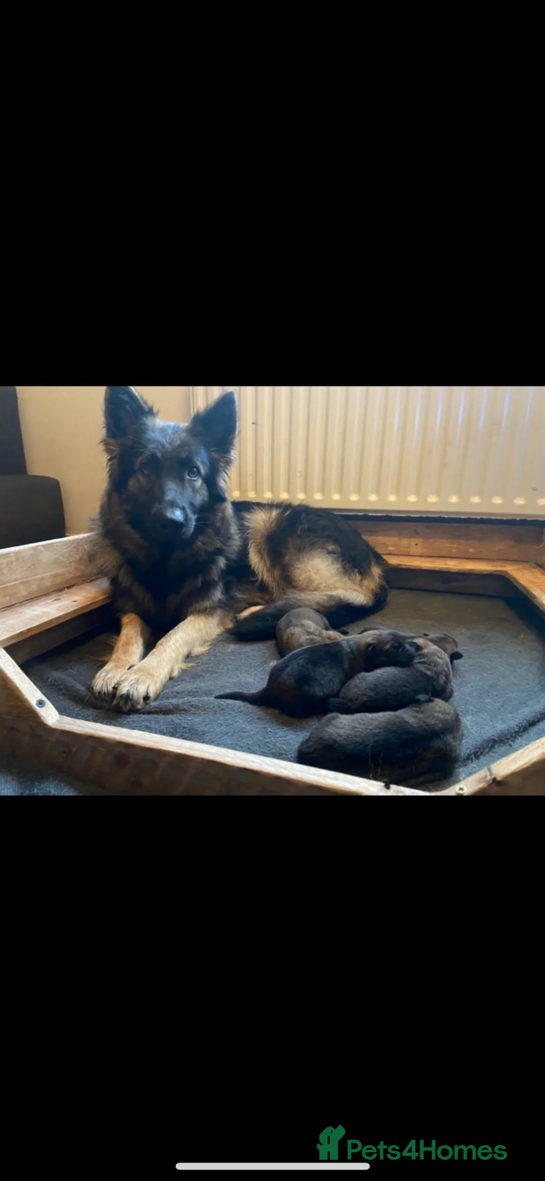 Mixed Breed dogs for sale: Mal-sation male puppy - Advert 1