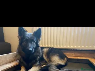 Mixed Breed dogs Mal-sation male puppy - Advert 1