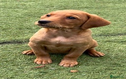 Labrador Retriever dogs for sale: Kc reg fox red Labradors  - Advert 7