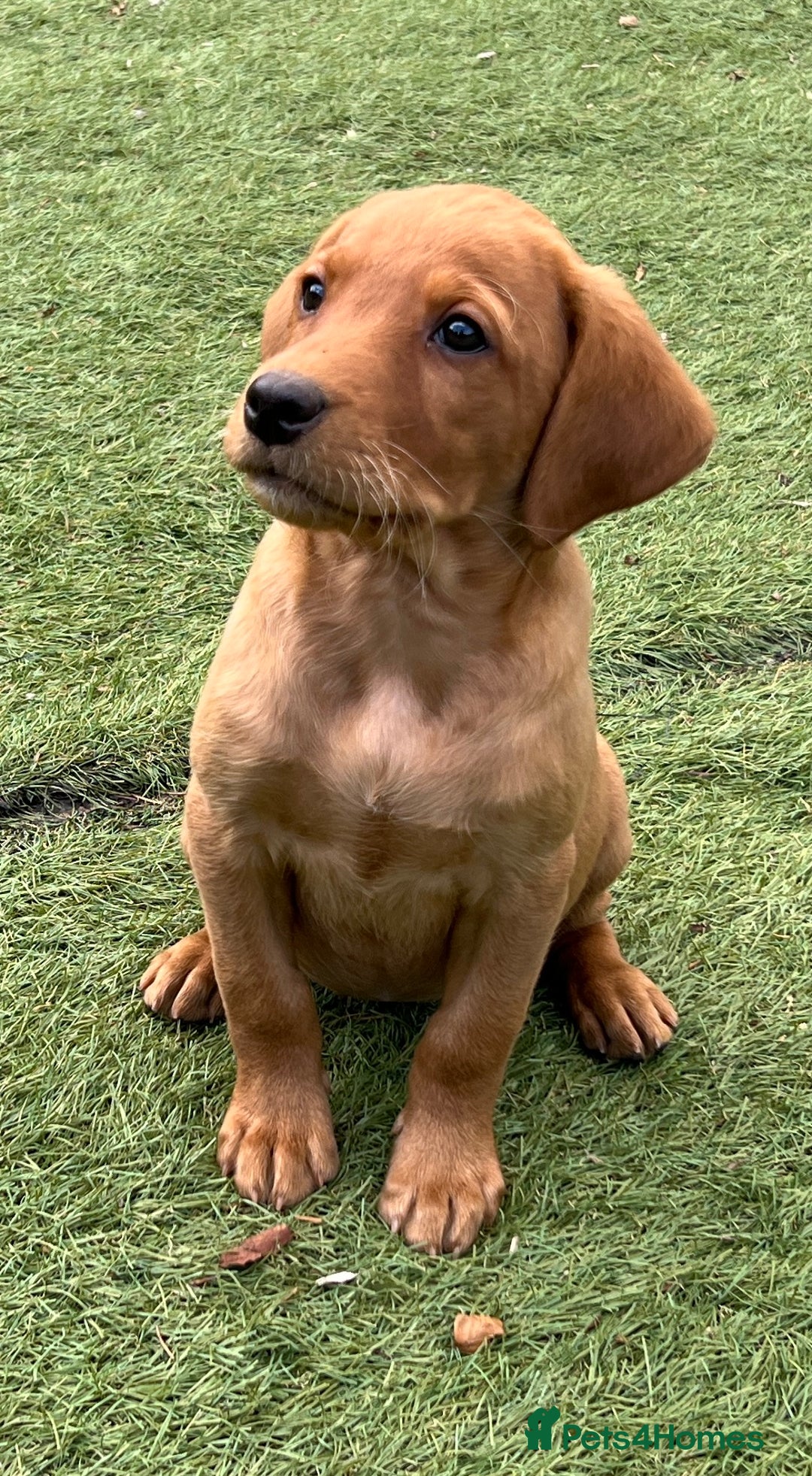 Labrador Retriever dogs for sale: Kc reg fox red Labradors  - Advert 7
