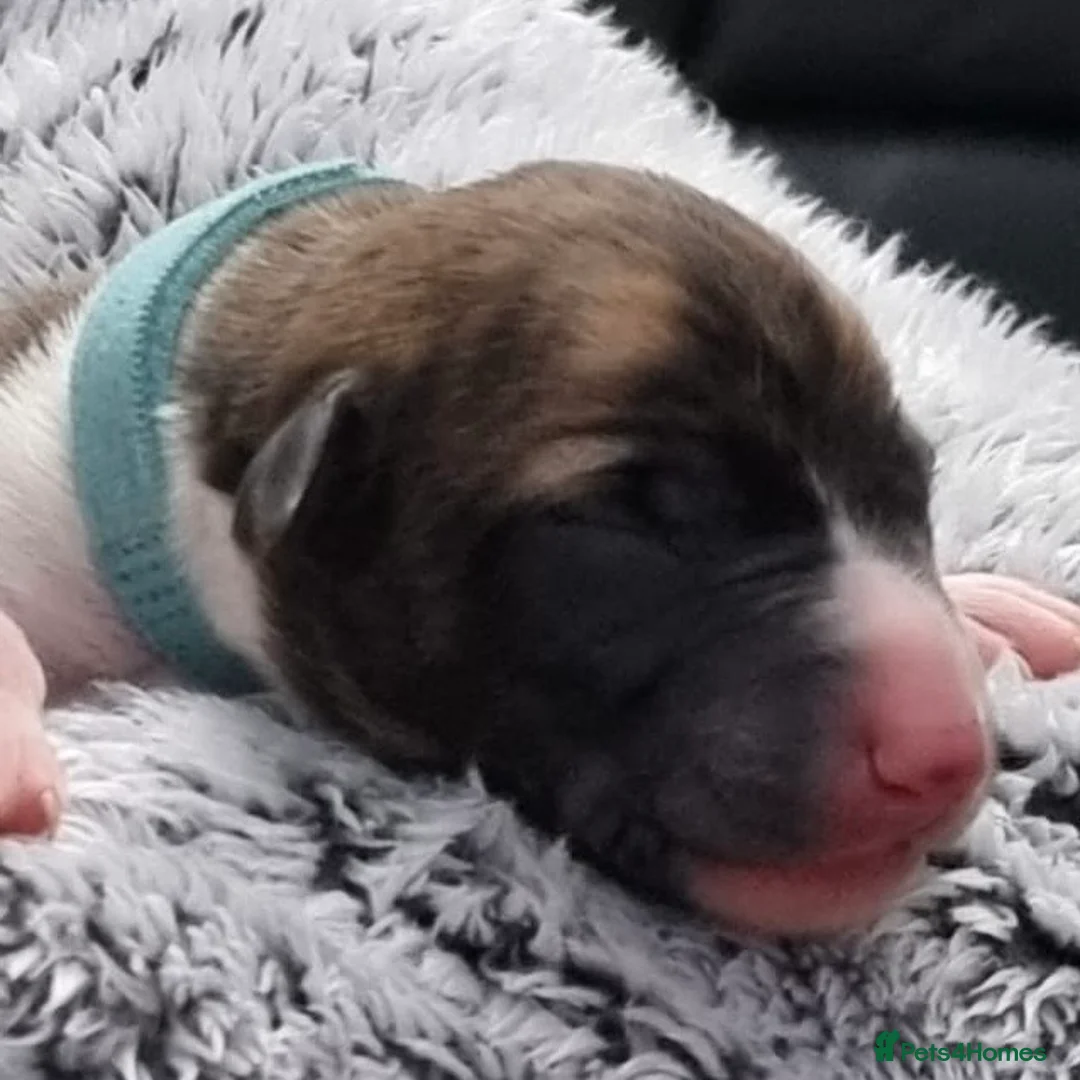 Whippet dogs for sale: Six Stunning Whippet Puppies in Mansfield - Advert 8