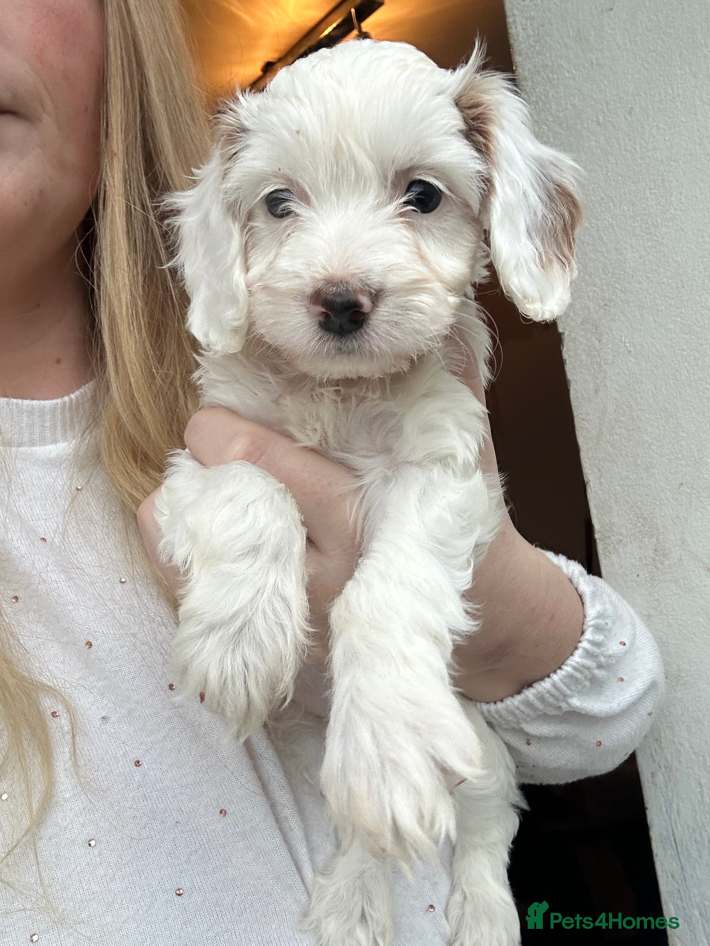 Cockapoo dogs F1 cockapoos - Advert 11