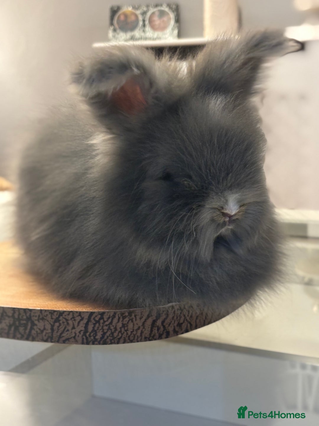 Angora rabbits for sale: Angora bunnies. 20.07.25 8 weeks old   - Image 12