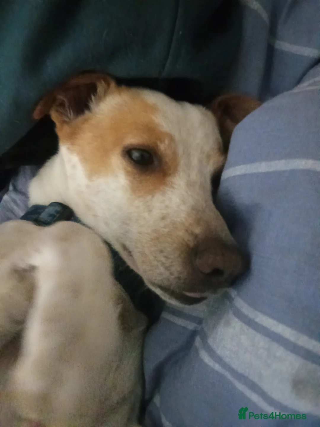 Jack Russell dogs for stud: Benji  in Larkhall - Advert 1