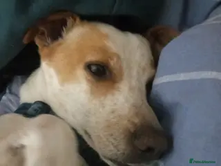 Jack Russell dogs Benji in Larkhall - Advert 2