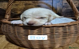 Labrador Retriever dogs for sale: Chunky Labrador retriever pups for sale - Image 6
